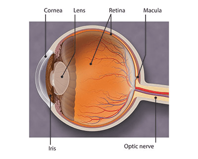 What is Age-related Macular Degeneration (AMD)? – Eyecare 247